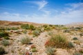 Holy Land Series- Ramon Crater Makhtesh - desert blossom 27